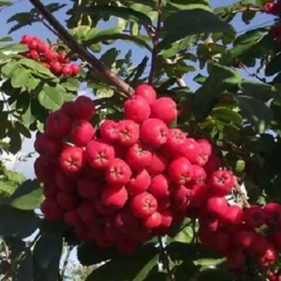 Рябина МОРАВСКАЯ сладкоплодная в Молодечно