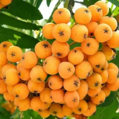 Рябина НЕВЕЖИНСКАЯ ЖЕЛТАЯ сладкоплодная в Молодечно