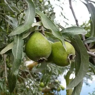 Груша ИВОЛИСТНАЯ в Молодечно
