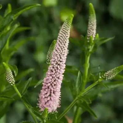 Вероника ФЕСТ ЧОЙС длиннолистная в Молодечно