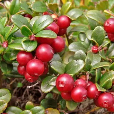 Брусника садовая АМЕРЛАНД в Молодечно