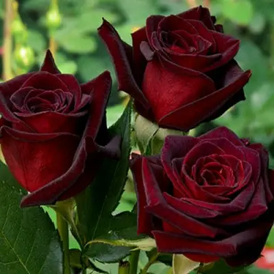 Роза ЧЕРНАЯ МАГИЯ чайно-гибридная в Молодечно