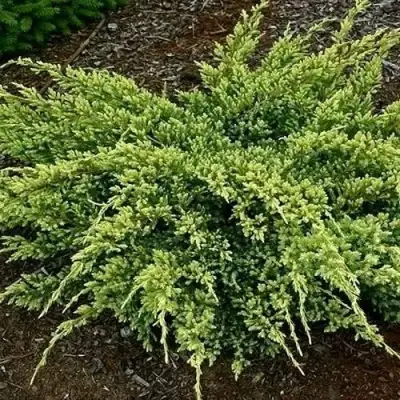 Можжевельник ДРИМ ДЖОЙ чешуйчатый в Молодечно