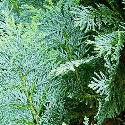 Кипарисовик КОЛУМНАРИС лавсона в Молодечно