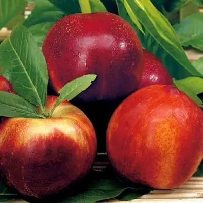 Нектарин СТАРК РЕД ГОЛД в Молодечно