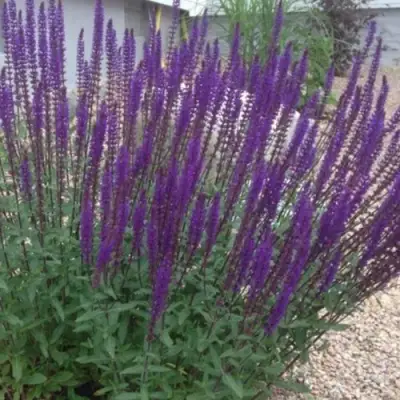 Шалфей КАРАДОНА в Молодечно