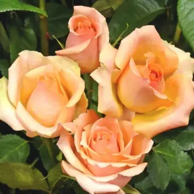 Роза ВЕРСИЛИЯ чайно-гибридная в Молодечно