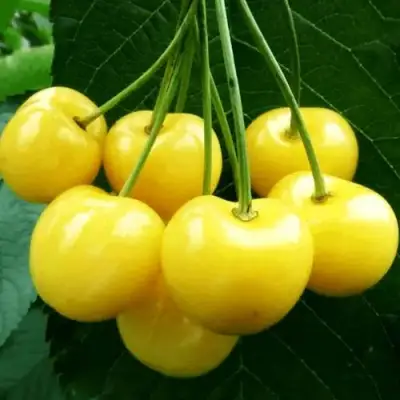 Черешня ПОДСНЕЖНИК в Молодечно