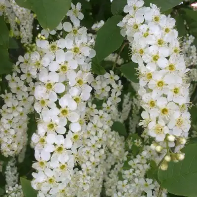 Черемуха САМОПЛОДНАЯ в Молодечно