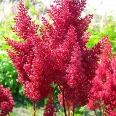 Астильба СКАЙСКРЕЙПЕР китайская в Молодечно