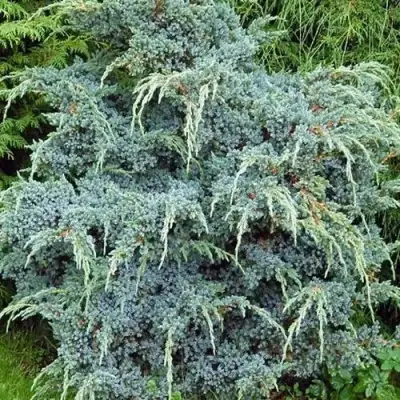 Можжевельник БЛЮ АЛЬПС китайский  в Молодечно