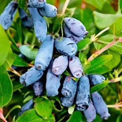 Жимолость съедобная БАКЧАРСКИЙ ВЕЛИКАН в Молодечно