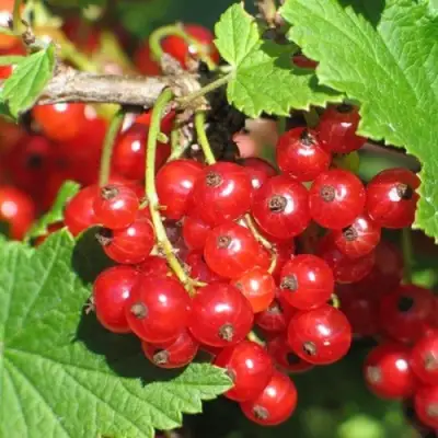 Смородина красная РАЧКОВСКАЯ в Молодечно