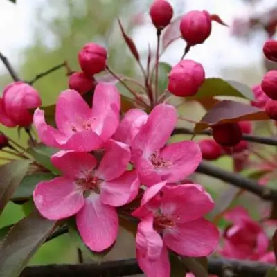 Яблоня РУДОЛЬФ декоративная  в Молодечно