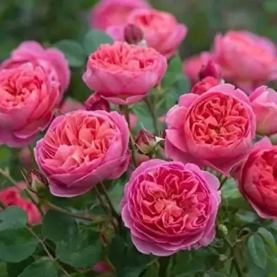 Роза БЕНДЖАМИН БРИТТЕН шраб в Молодечно