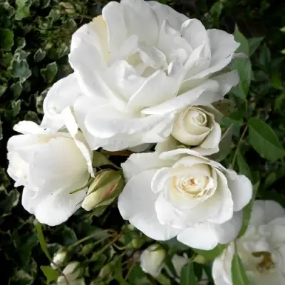 Роза АЙСБЕРГ флорибунда в Молодечно