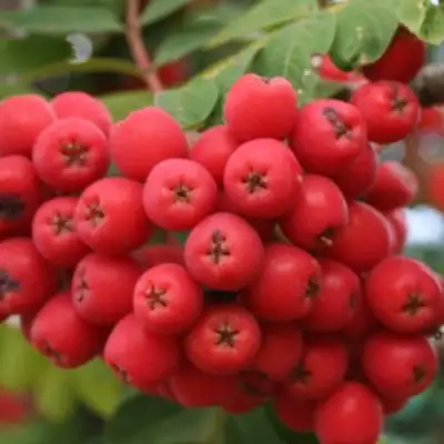 Рябина АЛАЯ КРУПНАЯ сладкоплодная в Молодечно