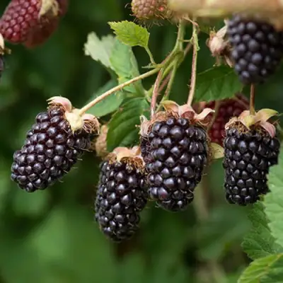 Ежемалина БОЙСЕНБЕРРИ в Молодечно
