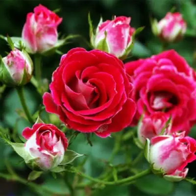 Роза ШОНЕ КОБЛЕНЦЕРИН флорибунда в Молодечно