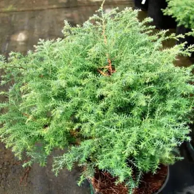 Кипарисовик СКВАРРОЗА горохоплодный в Молодечно