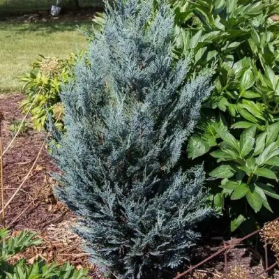 Кипарисовик ДАРТС БЛЮ РИББОН лавсона в Молодечно