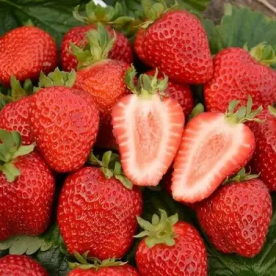 Клубника ФЛОРЕНС в Молодечно