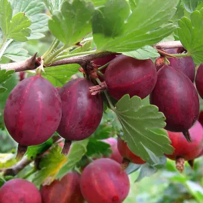 Крыжовник ХИННОМАКИ РОТ в Молодечно