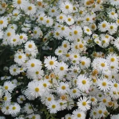 Болтония СНОУБЭНК в Молодечно