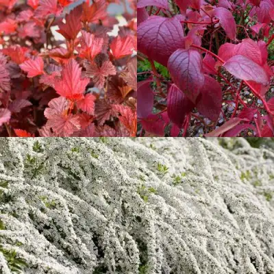 Комплект ЖИВАЯ ИЗГОРОДЬ в Молодечно