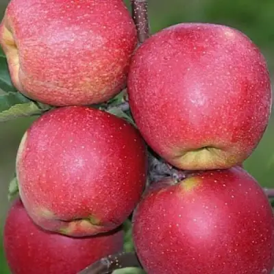 Яблоня ЧЕМПИОН в Молодечно