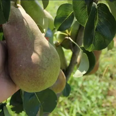 Груша БРЯНСКАЯ КРАСАВИЦА в Молодечно