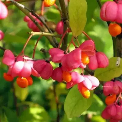 Бересклет ЕВРОПЕЙСКИЙ в Молодечно