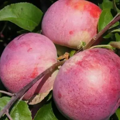 Яблоня БЕЛОРУССКОЕ МАЛИНОВОЕ в Молодечно