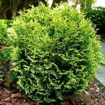 Туя ВОТЕРФИЛД западная в Молодечно