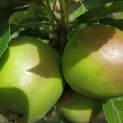 Яблоня ПАМЯТЬ СИКОРЫ в Молодечно