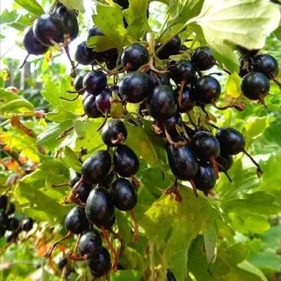 Смородина золотистая ОВАЛЬНАЯ в Молодечно