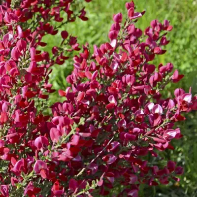 Ракитник БОСКОП РУБИ  в Молодечно