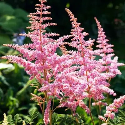 Астильба ЭДЕНС ОДИССЕЙ Арендса в Молодечно