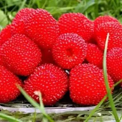 Малина ТИБЕТСКАЯ (РОЗОЛИСТНАЯ) в Молодечно