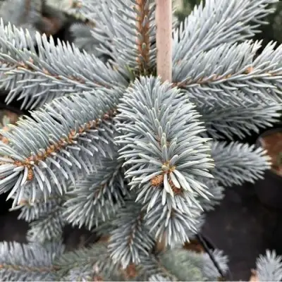 Ель РОЯЛ БЛЮ колючая  в Молодечно