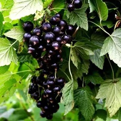 Смородина чёрная БЕЛОРУССКАЯ СЛАДКАЯ в Молодечно