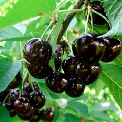 Черешня МУСКАТНАЯ в Молодечно