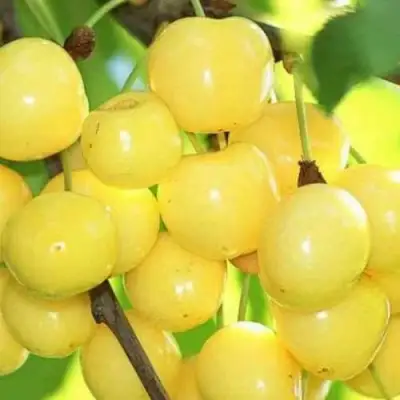 Черешня РОССОШАНСКАЯ ЗОЛОТАЯ в Молодечно