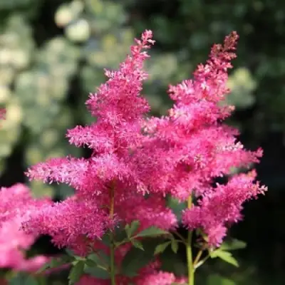 Астильба САННИ ДЕЙ гибридная в Молодечно