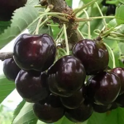 Вишня РОССОШАНСКАЯ ЧЕРНАЯ в Молодечно