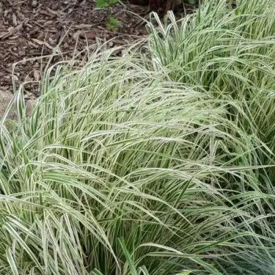 Вейник ОВЕРДАМ остроцветковый в Молодечно