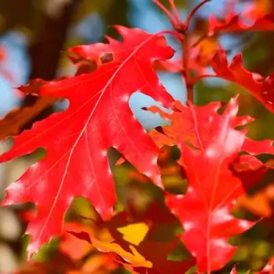 Дуб красный в Молодечно