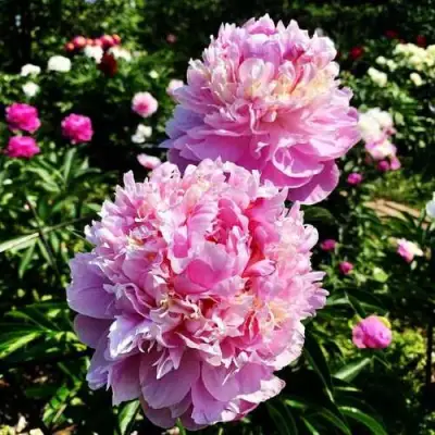 Пион ЛАВОН травянистый в Молодечно
