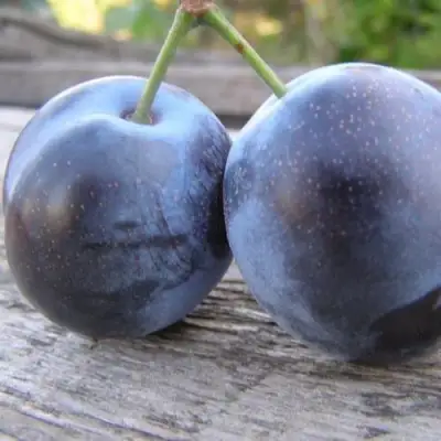 Слива БЛЮФРИ в Молодечно