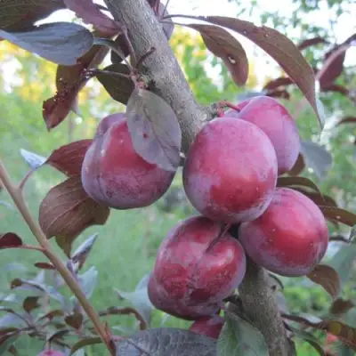 Слива ЛАМА в Молодечно